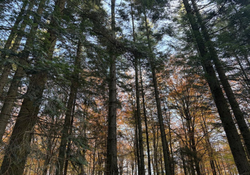 De goedkoopste uitvaartverzekering: waar moet je op letten?