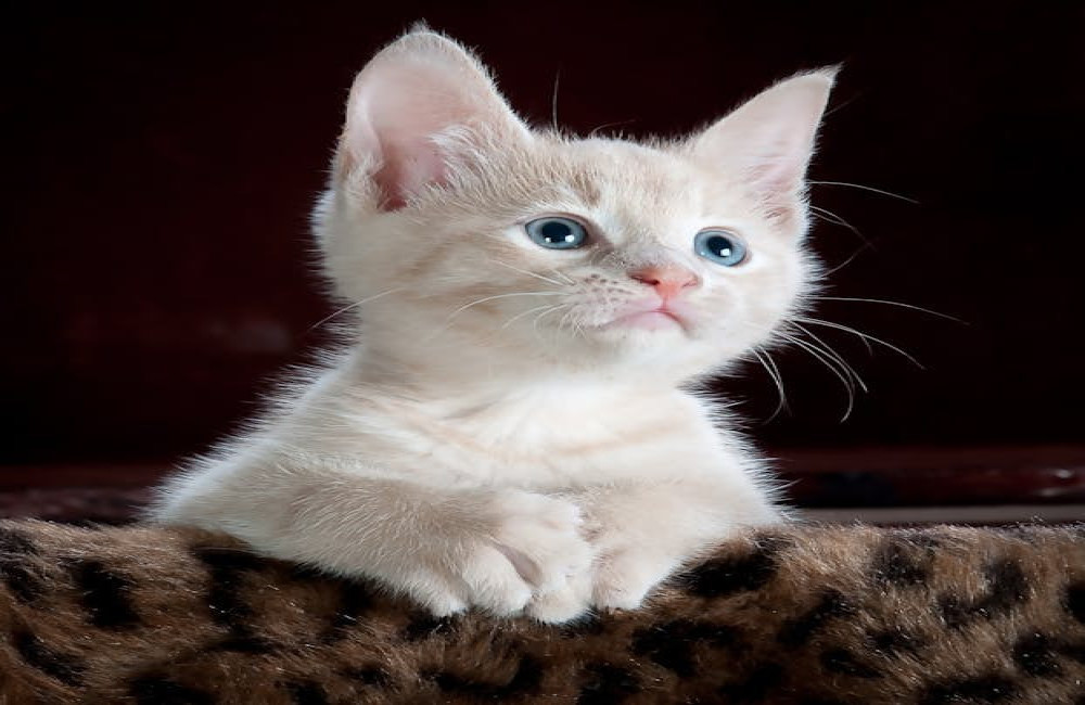 Wat betekent het spreekwoord de kat uit de boom kijken?